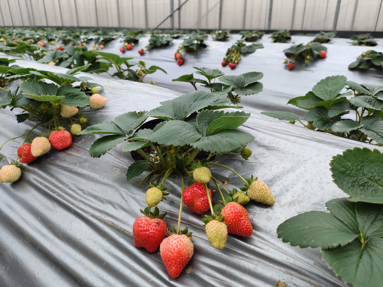 桃園觀音區 採草莓去處 佳雨有機自然農場 親子同遊