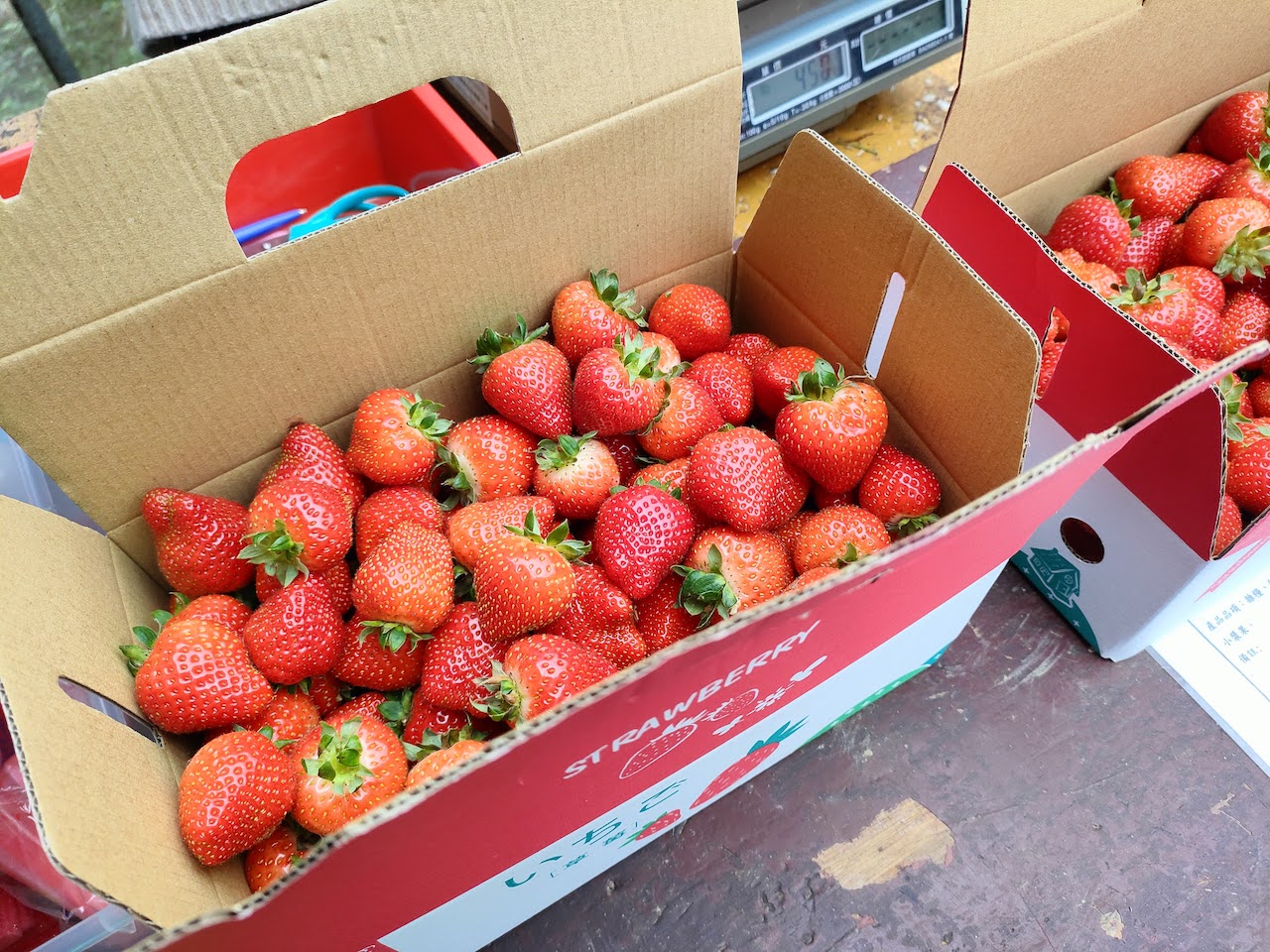 桃園觀音區 採草莓去處 佳雨有機自然農場 親子同遊