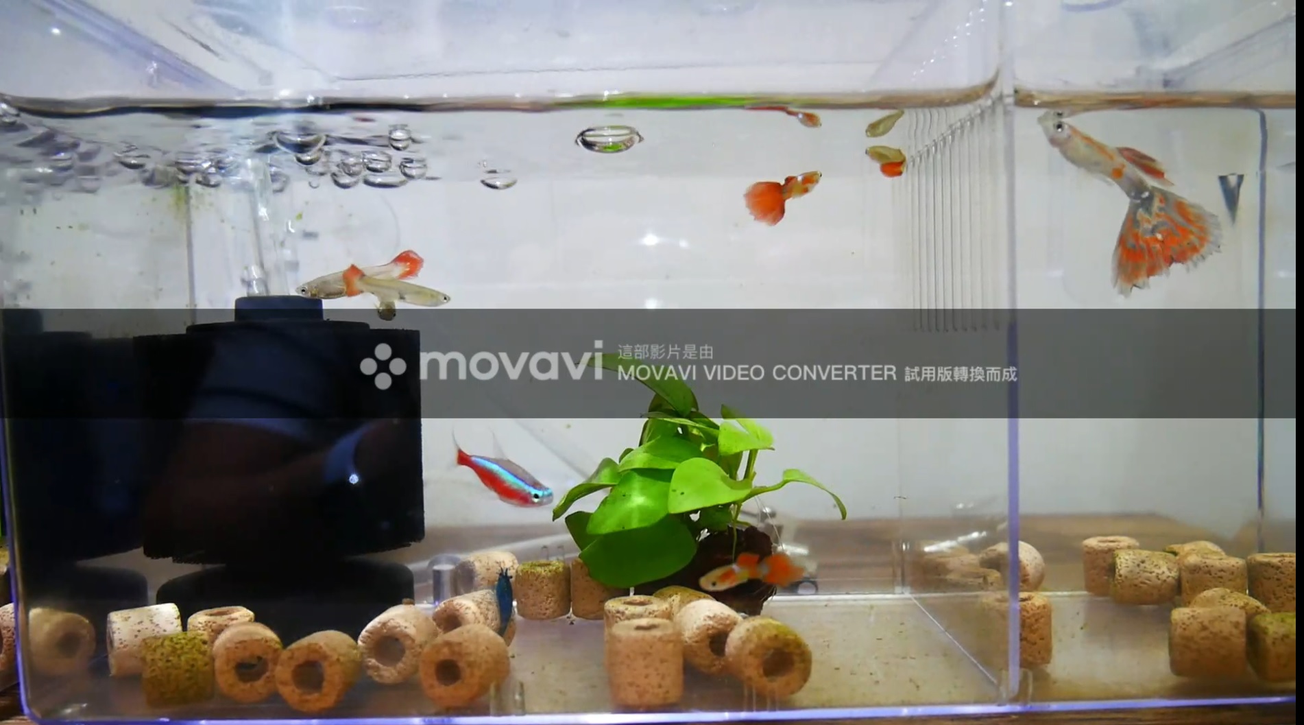 影片轉檔軟體 Movavi Video Converter 體驗優異快速的無損轉檔好品質